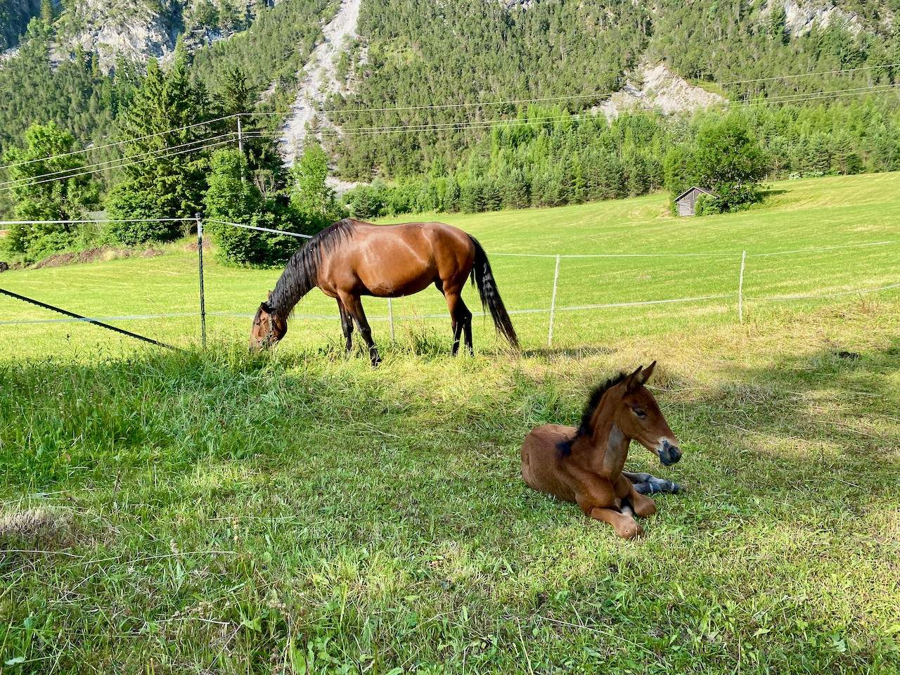 Stute mit Fohlen auf der Koppel