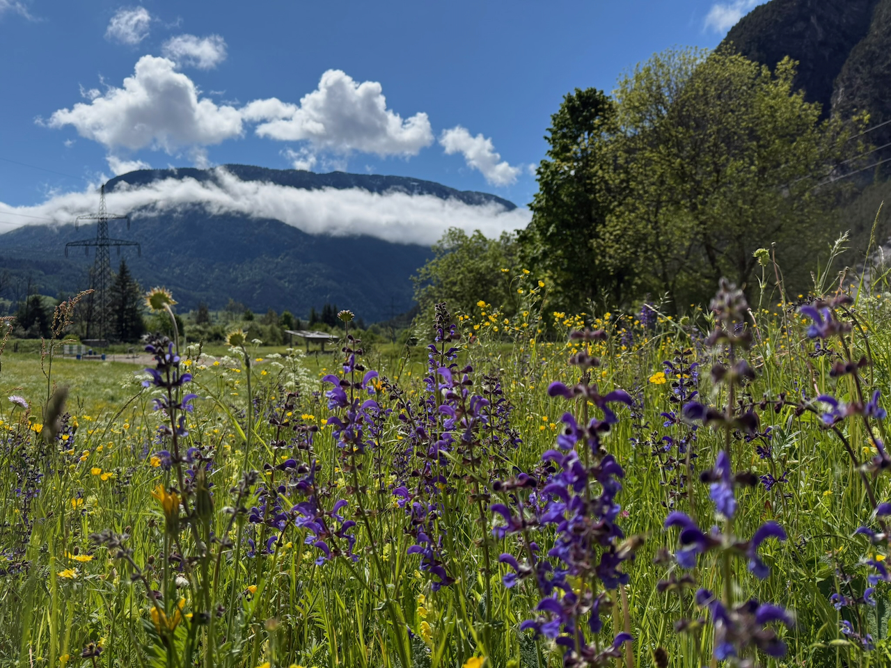 Blumenwiese vor il nido im Mai